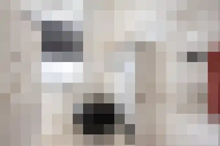 Tuinfluiter 12 Sommelsdijk thumbnail 20