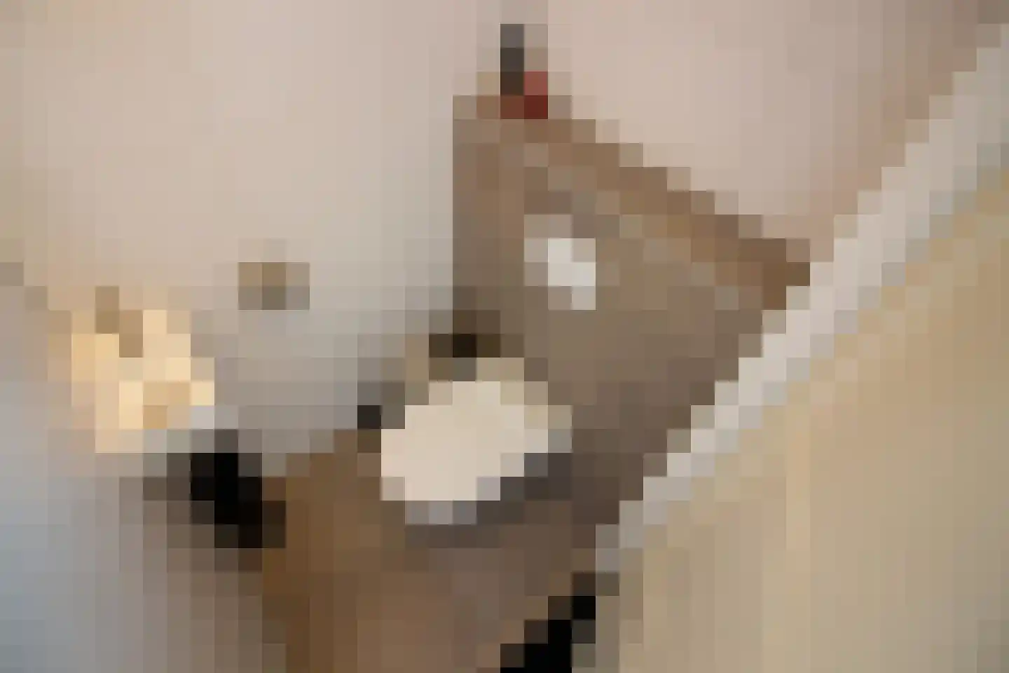 Tuinfluiter 19 Hoogkarspel thumbnail 14