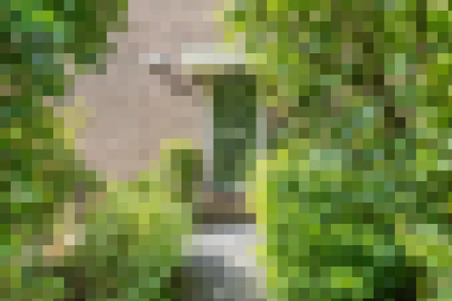 Tuinkade 1 Zaandijk thumbnail 5