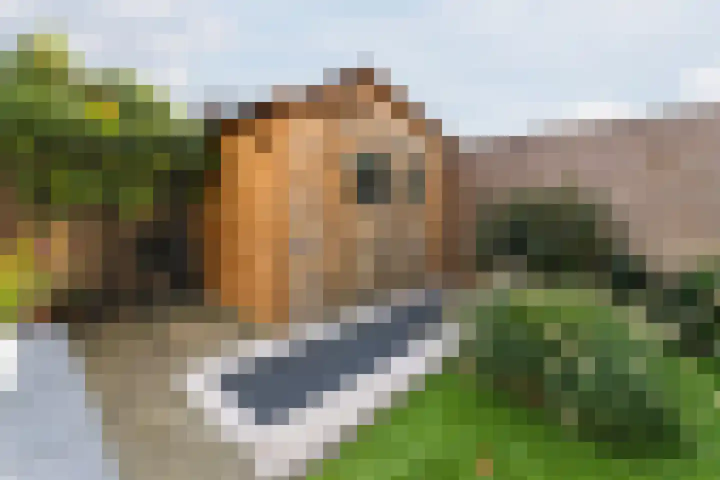Tuinkade 37 Zaandijk thumbnail 42