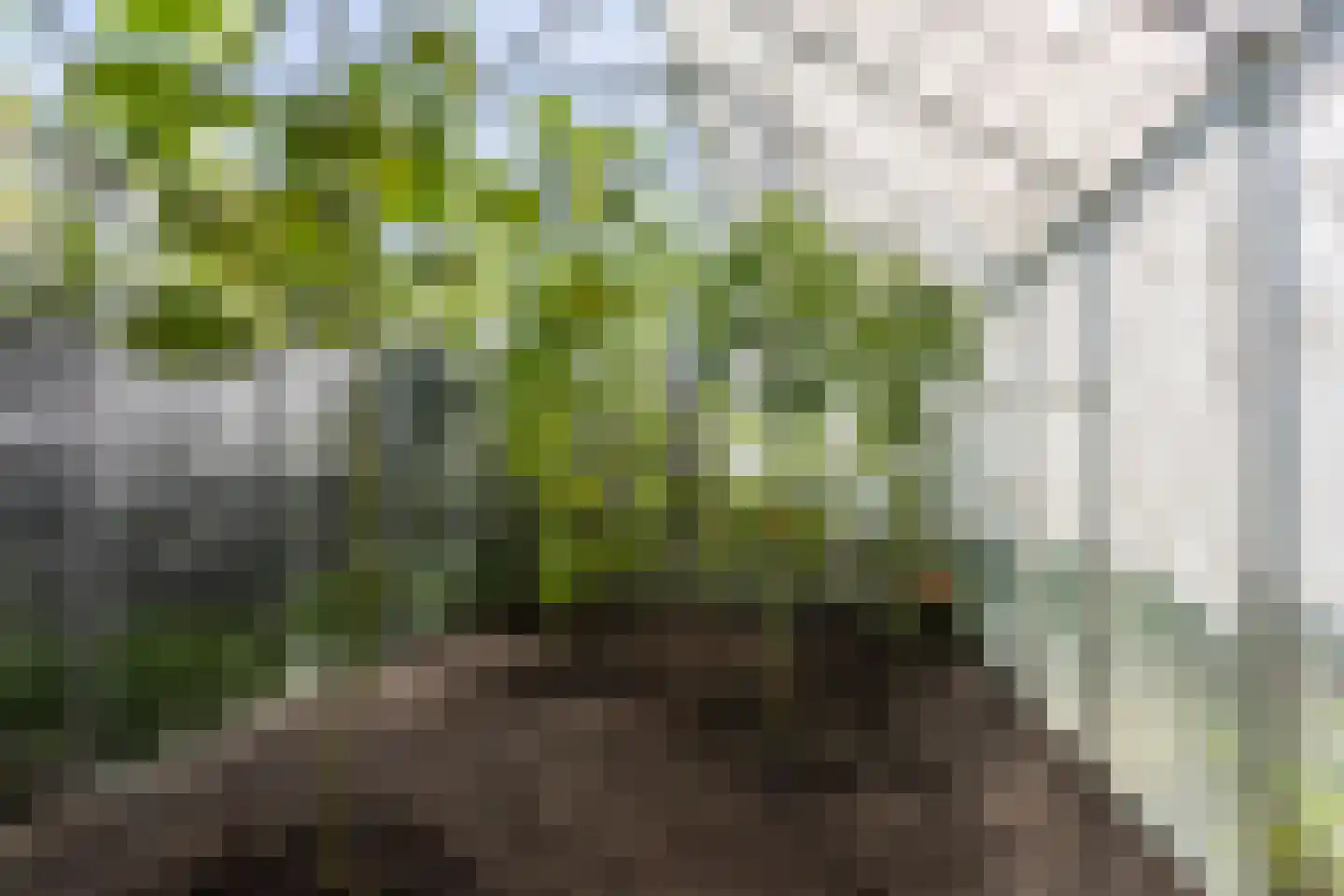 Tuinpad 3 Berkel en Rodenrijs thumbnail 41