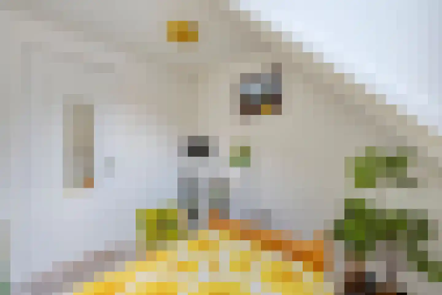 Tuinstraat 5 Ommen thumbnail 36