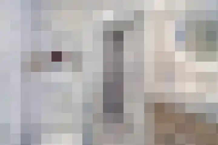 Tuinstraat 91 Krimpen aan den IJssel thumbnail 4