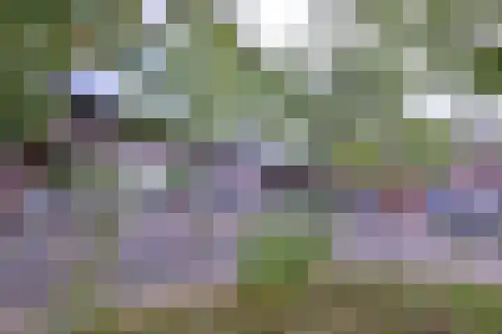 Tuinstraatje 21 Deventer thumbnail 29