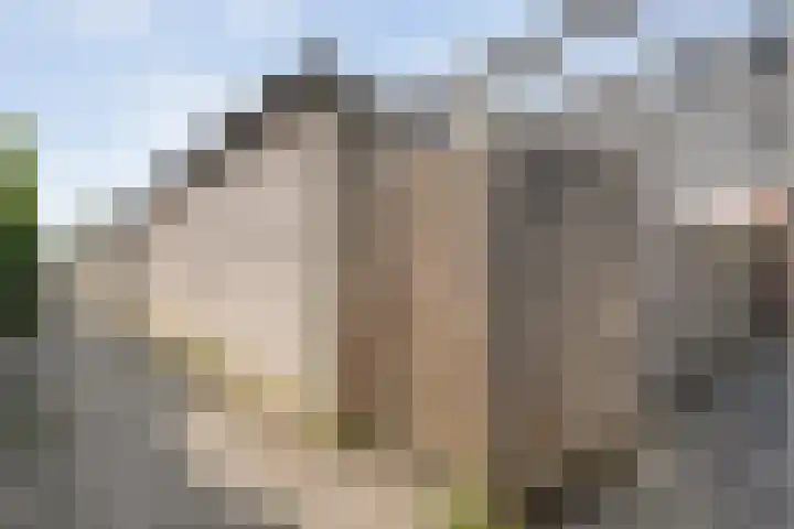 Tuinwal 42 Zwolle thumbnail 31