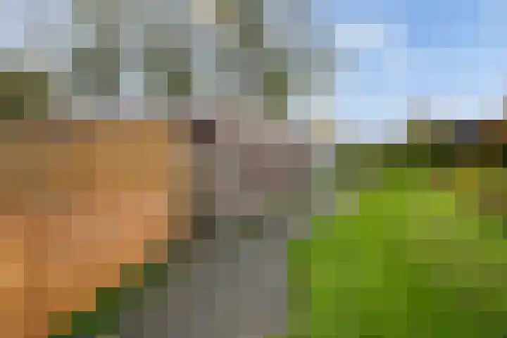 Tulipastrjitte 34 Stiens thumbnail 29