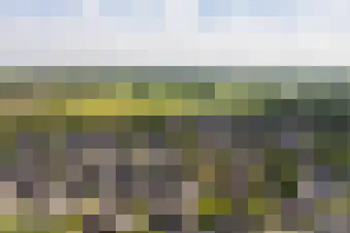 Tulipastrjitte 45 Stiens thumbnail 42