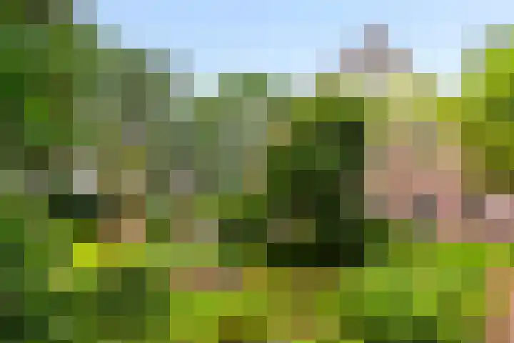 Tullekenweg 12 Eerbeek thumbnail 55