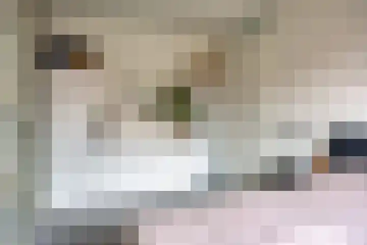 Tulpappel 25 Winkel thumbnail 9