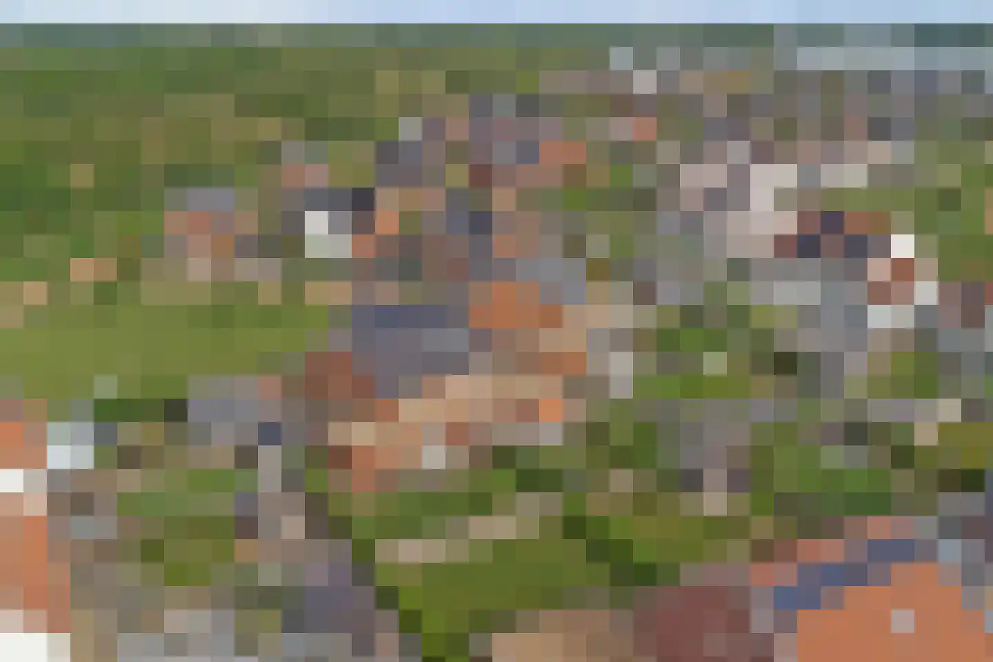 Tulpenboom 2 Cuijk thumbnail 65