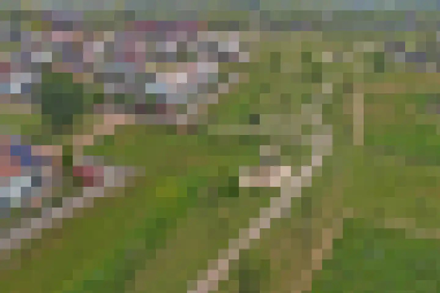 Tulpenboom 2 Cuijk thumbnail 66