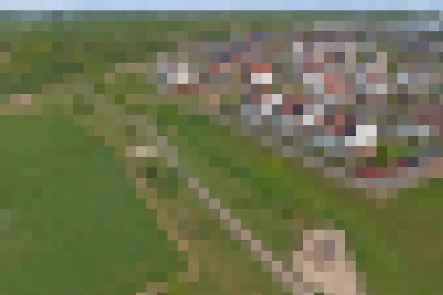 Tulpenboom 2 Cuijk thumbnail 67