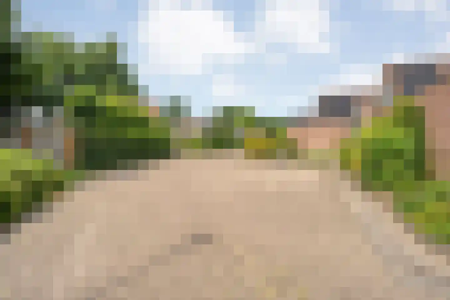 Tulpenboom 24 Heino thumbnail 33