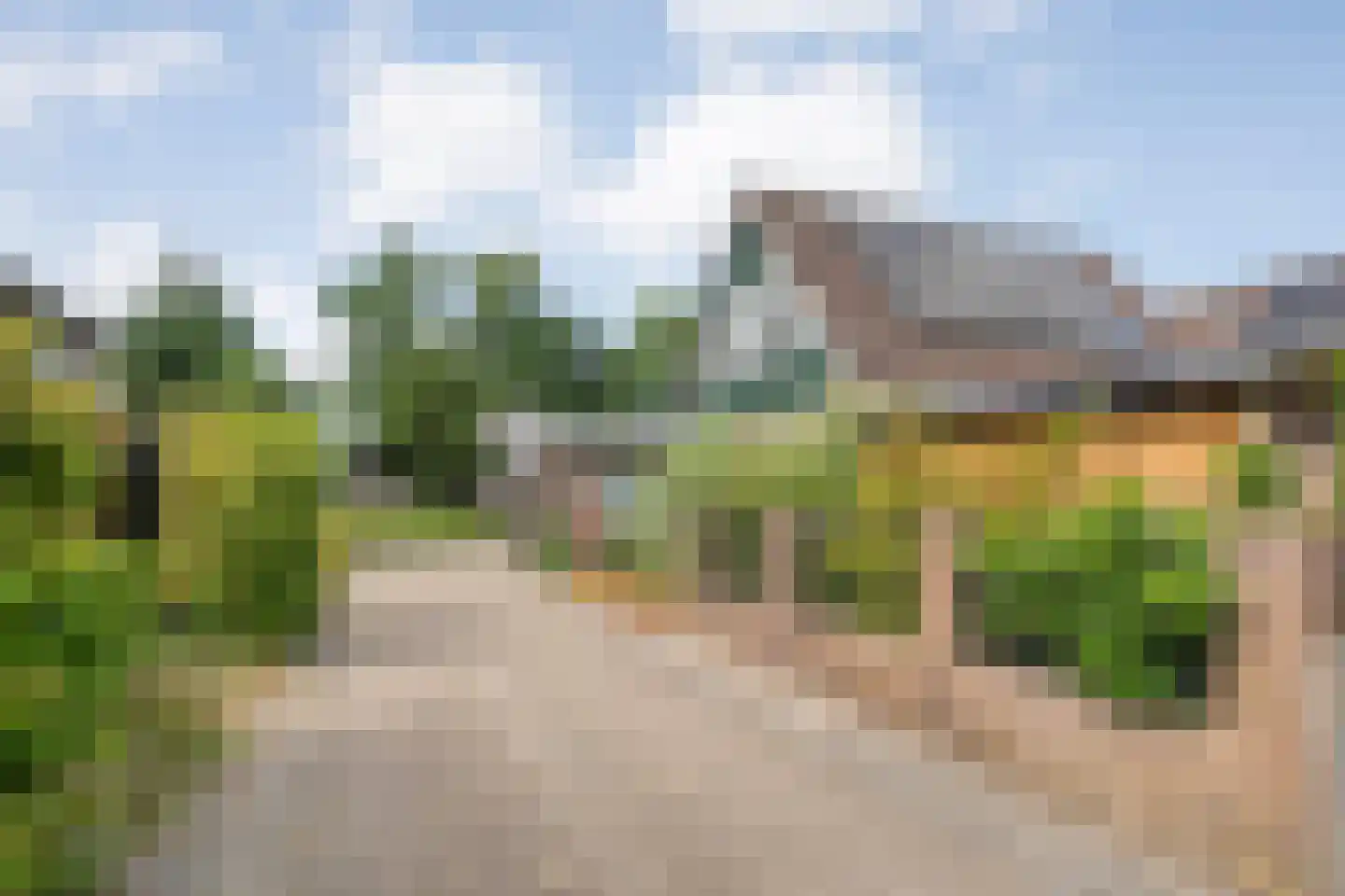Tulpenboom 24 Heino thumbnail 5