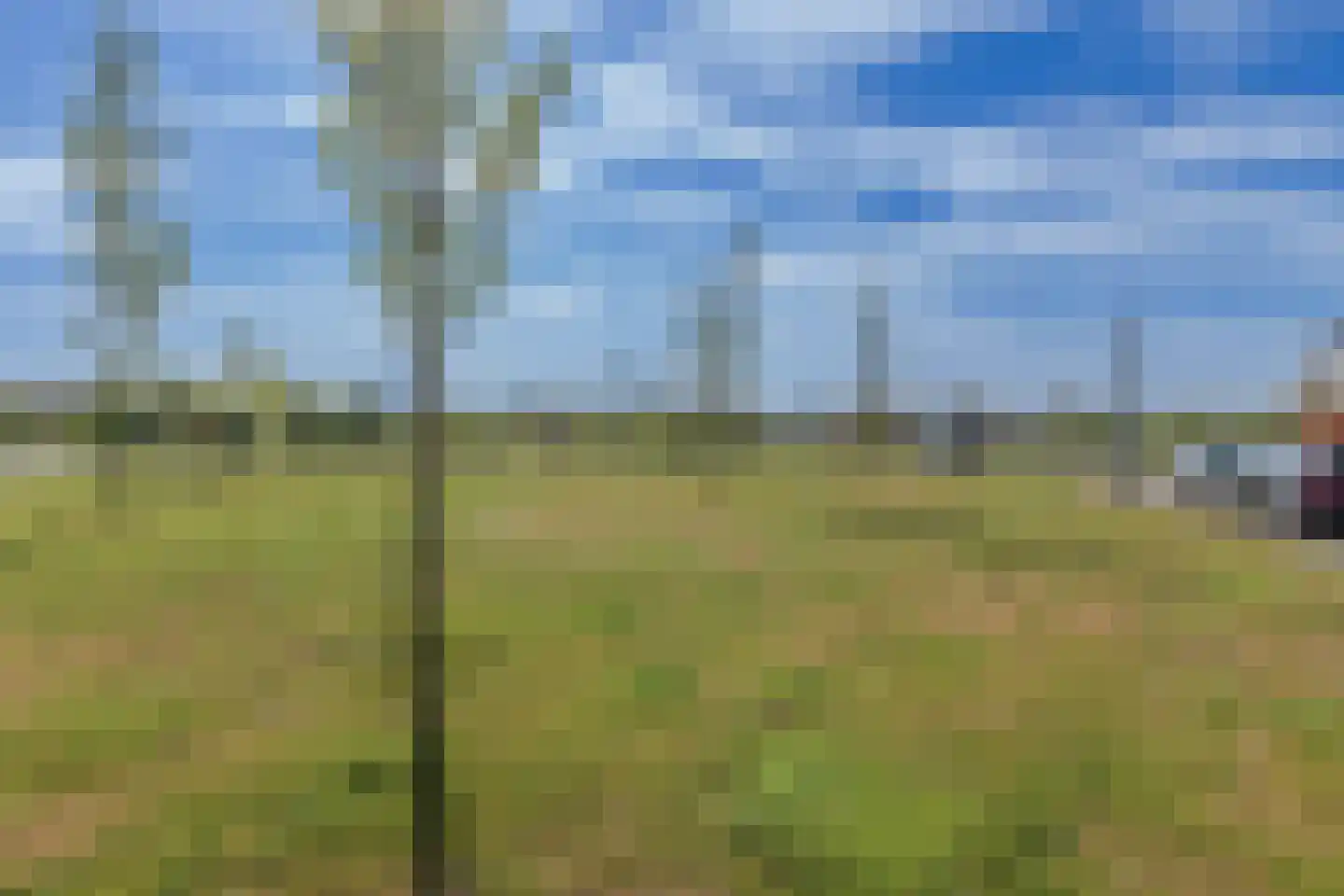 Tulpenboom 32 Cuijk thumbnail 42