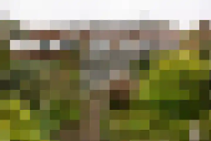 Tulpenlaan 22 Bennebroek thumbnail 4