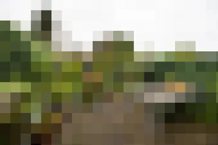 Tulpenlaan 22 Bennebroek thumbnail 5