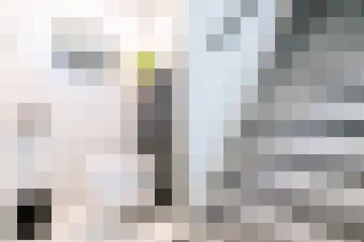 Tulpenlaan 72 Geleen thumbnail 21