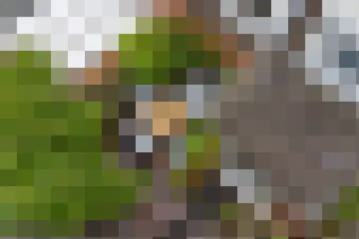Tulpenstraat 9 Assen thumbnail 33