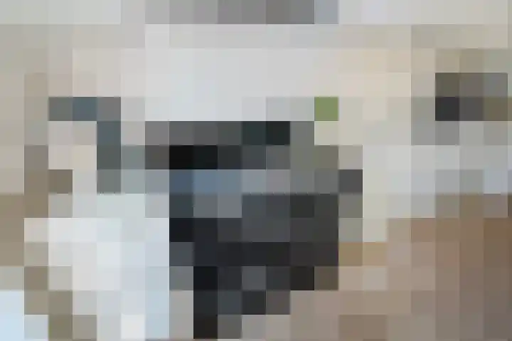 Tulpentuin 72 Voorburg thumbnail 27