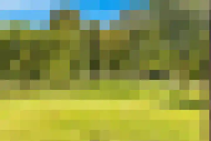 Tulpenveld 212 Castricum thumbnail 58