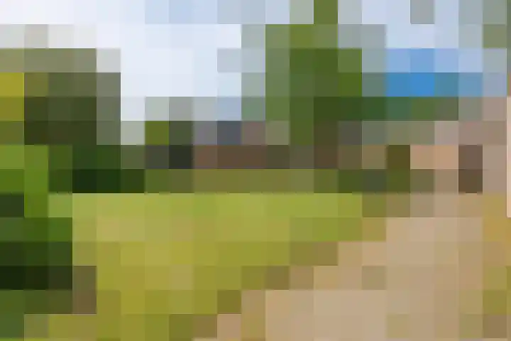 Tulpenveld 38 Castricum thumbnail 35