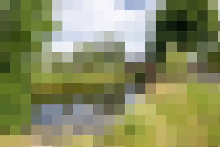 Tulpenveld 38 Castricum thumbnail 36