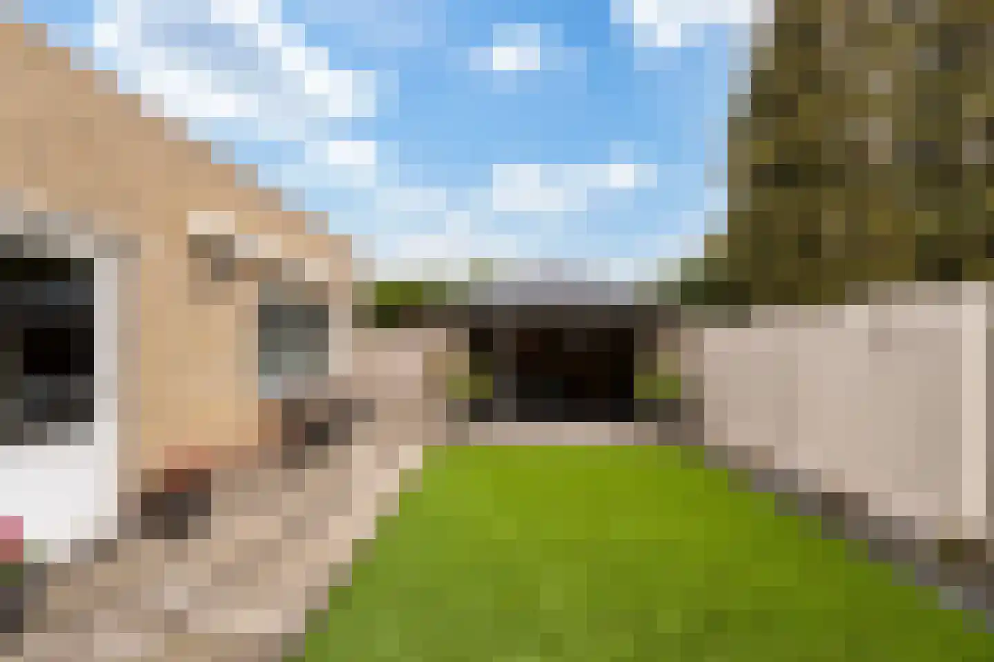 Tulpstraat 105 St. Willebrord thumbnail 54