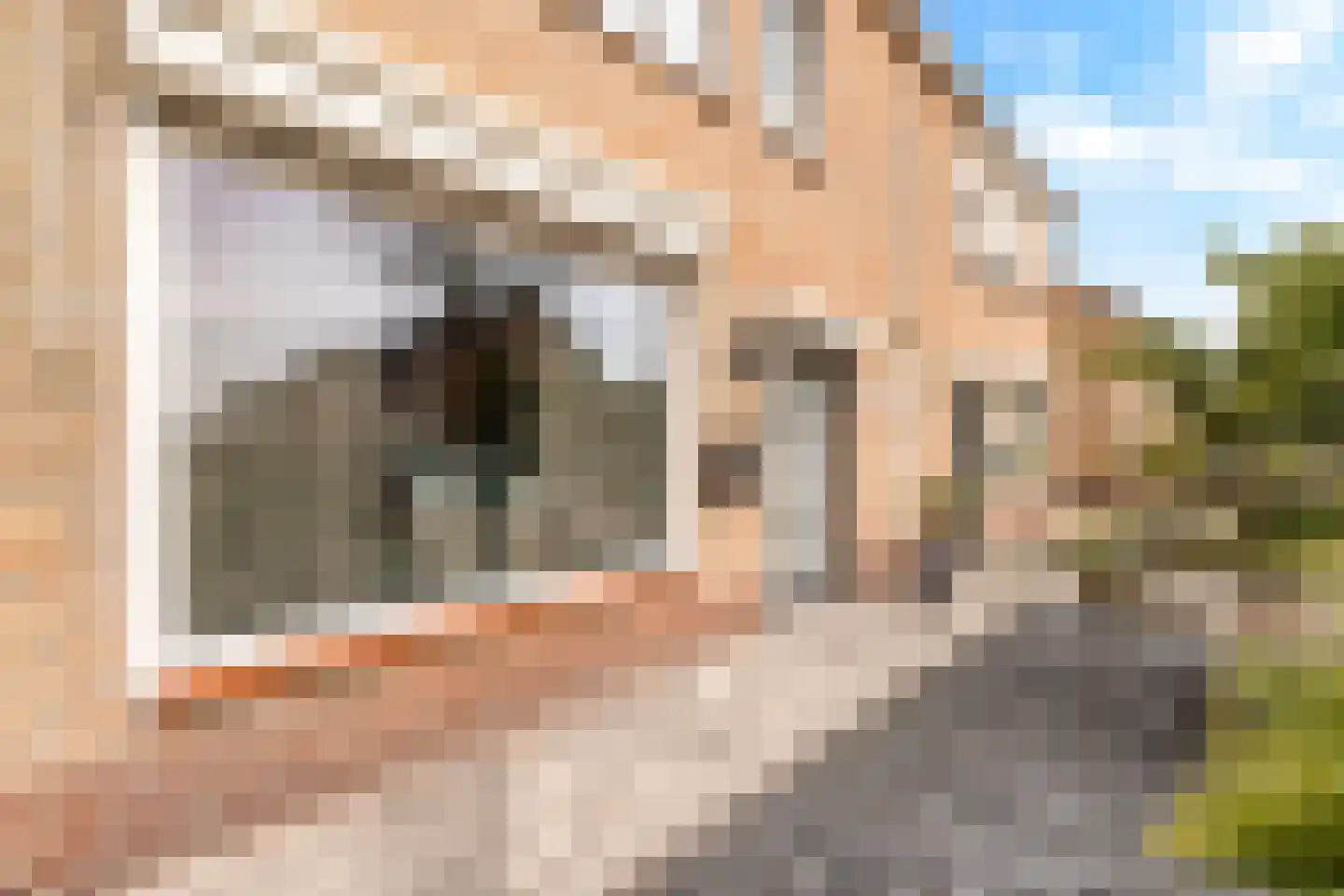 Tulpstraat 105 St. Willebrord thumbnail 7