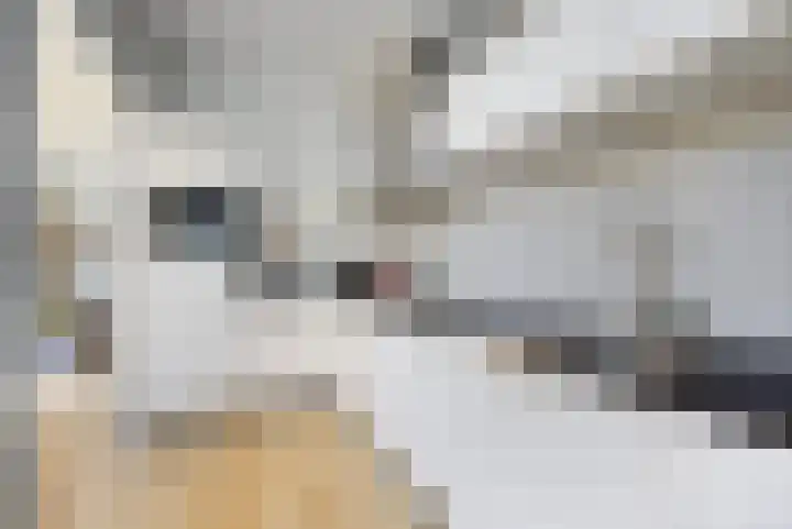 Tulpstraat 12 Sneek thumbnail 18