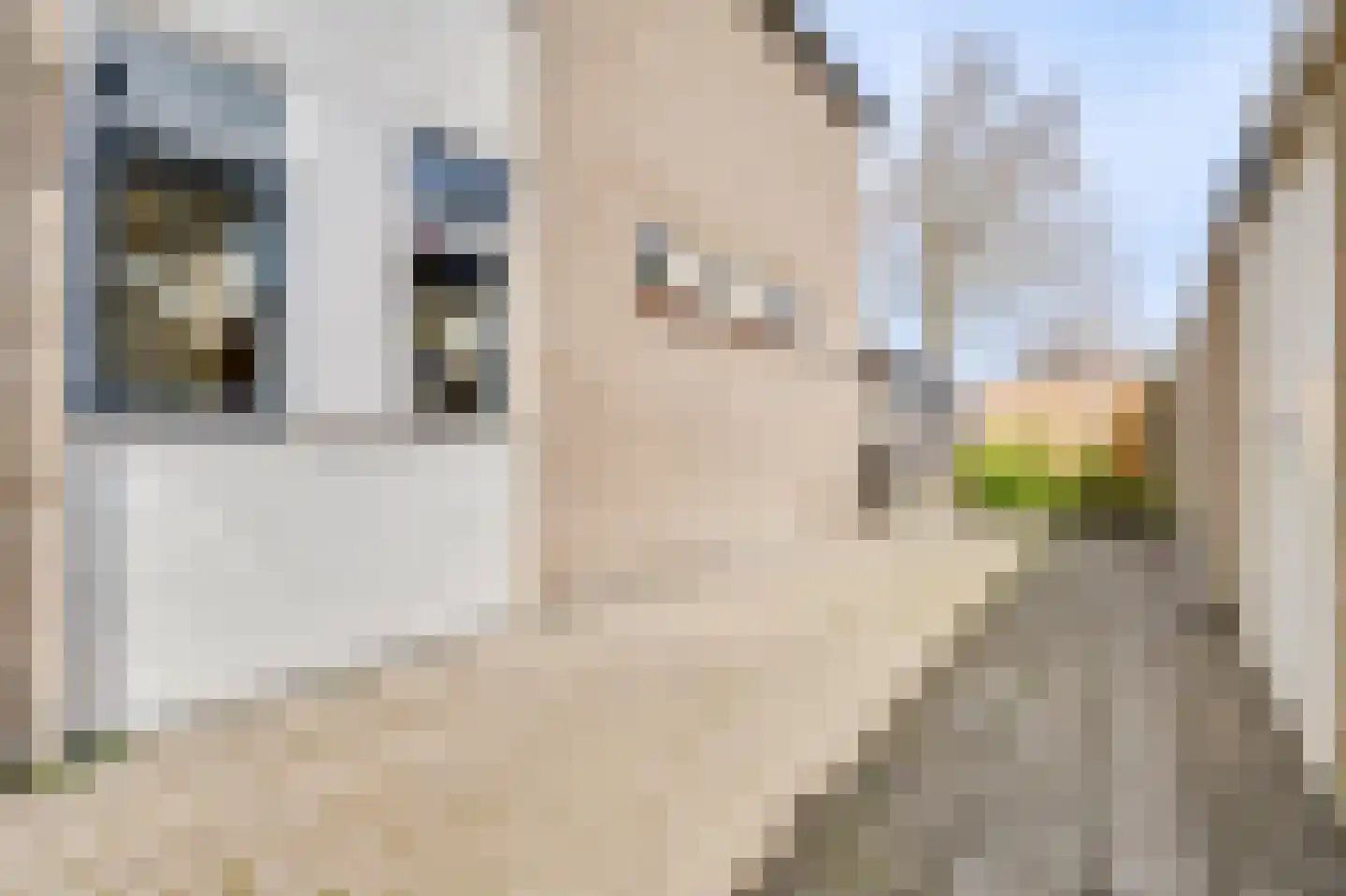Tulpstraat 15 Waarland thumbnail 31
