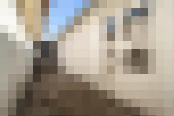 Tulpstraat 4 Alkmaar thumbnail 17