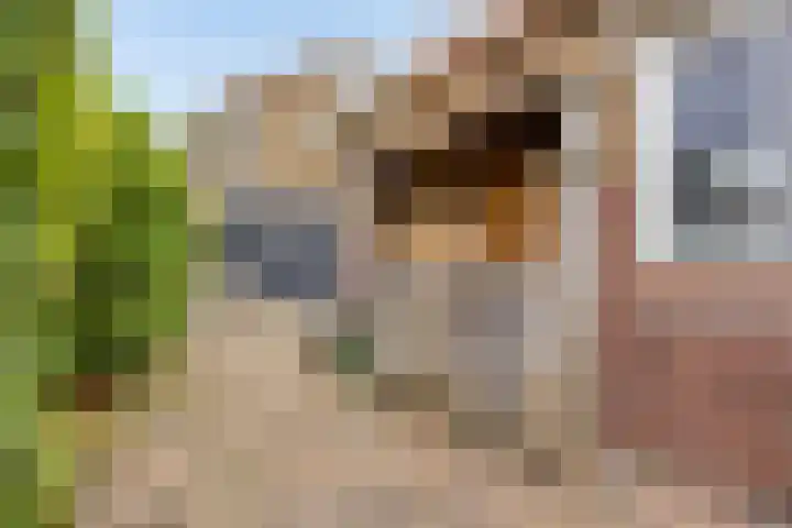 Tulpstraat 42 Goes thumbnail 29