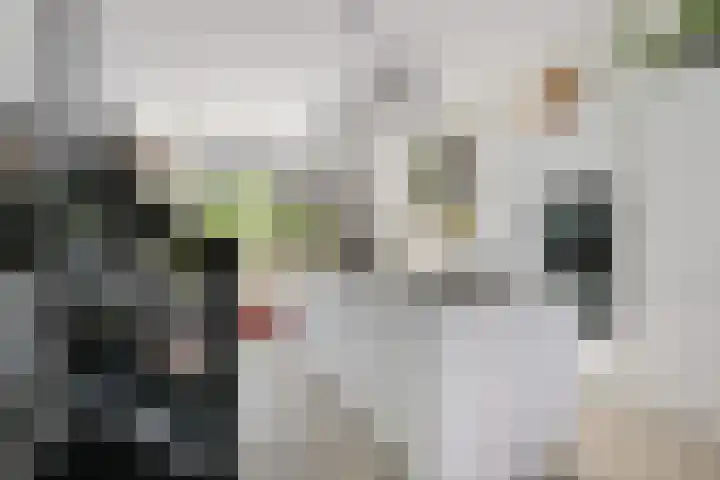Tulpstraat 6 Rotterdam thumbnail 7