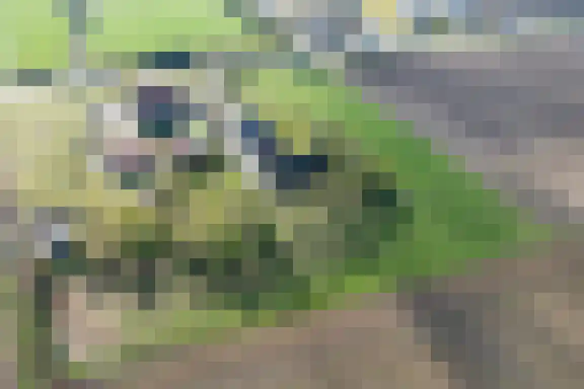 Tunnelweg 3 Haarle thumbnail 63