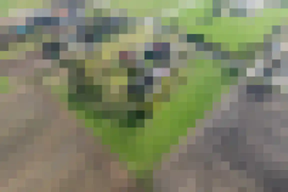 Tunnelweg 3 Haarle thumbnail 64