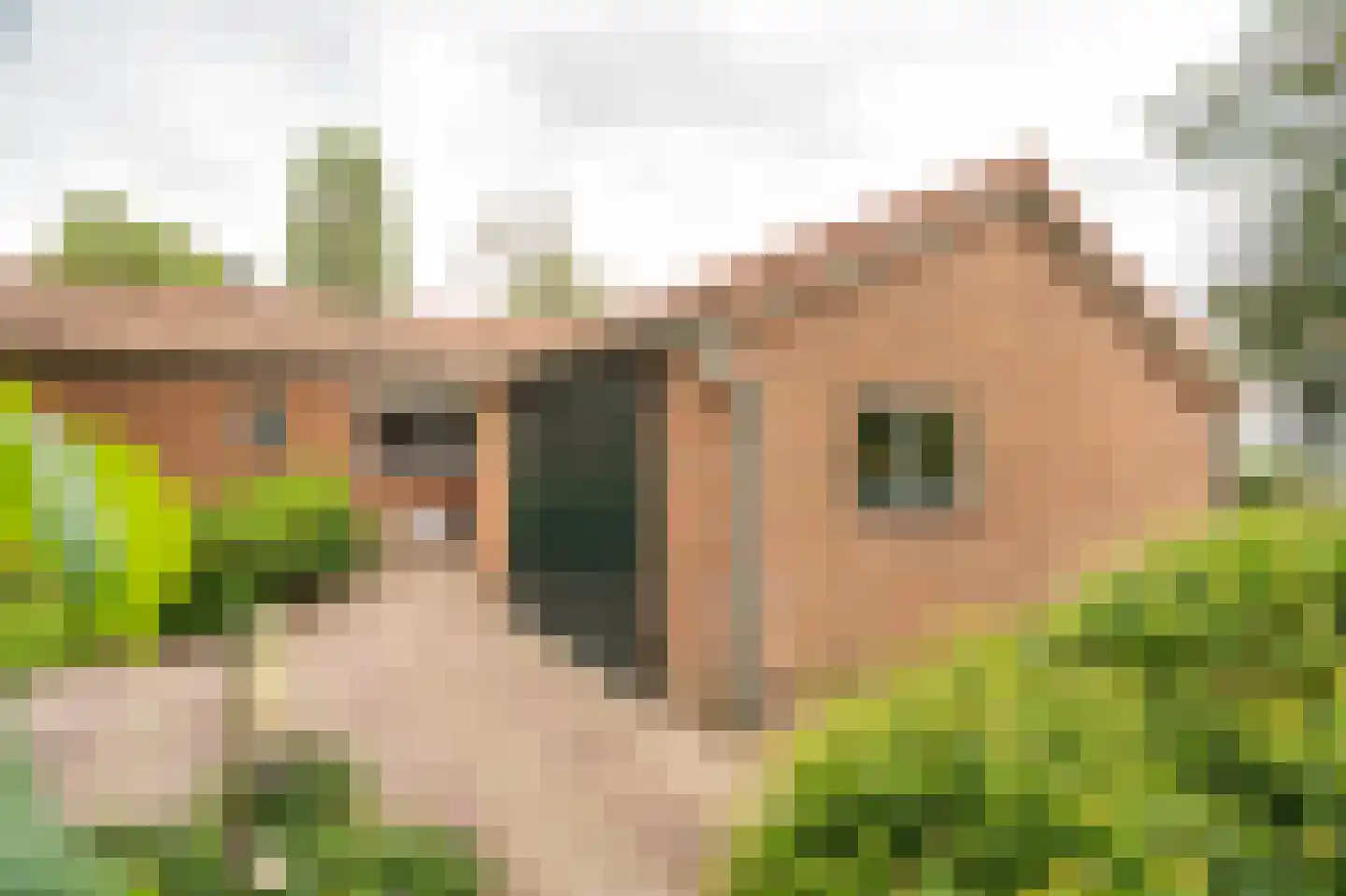 Tunnelweg 41 Geldermalsen thumbnail 33