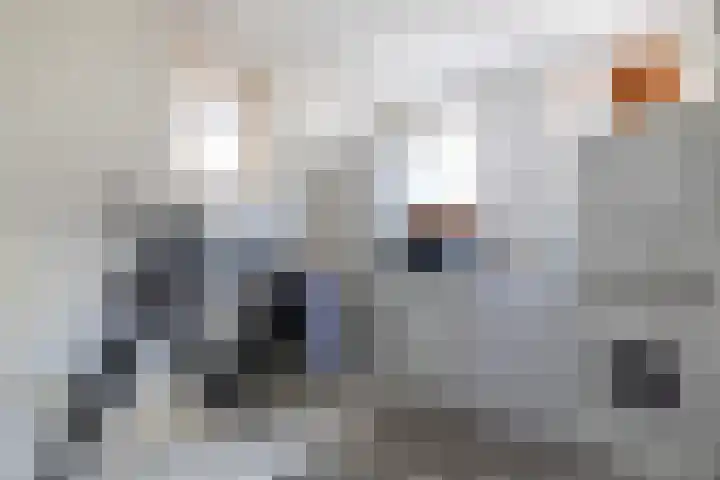 Túnstrjitte 15 Mitselwier thumbnail 20