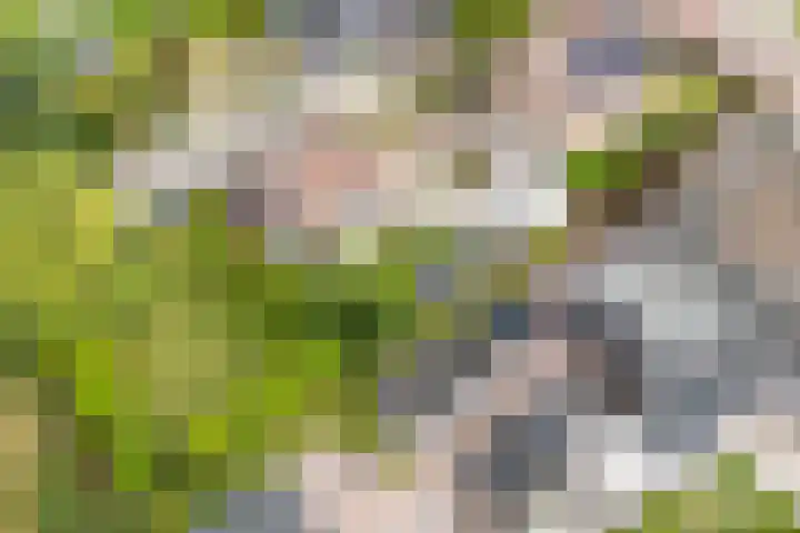Túnstrjitte 15 Mitselwier thumbnail 45