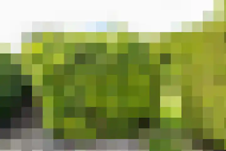 Túnstrjitte 15 Mitselwier thumbnail 52