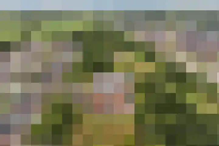 Tuorrebout 120 Burgum thumbnail 36