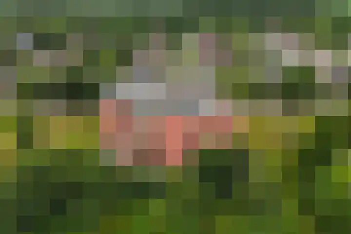 Tuorrebout 120 Burgum thumbnail 37
