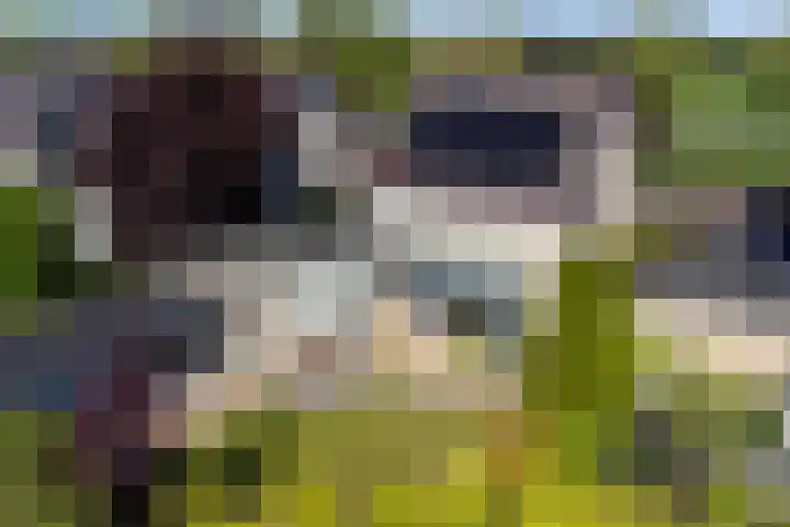 Tureluur 10 Elburg thumbnail 36
