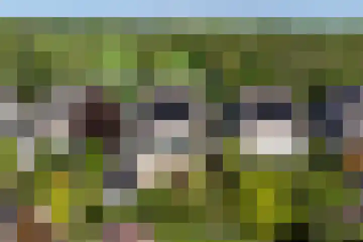 Tureluur 10 Elburg thumbnail 52
