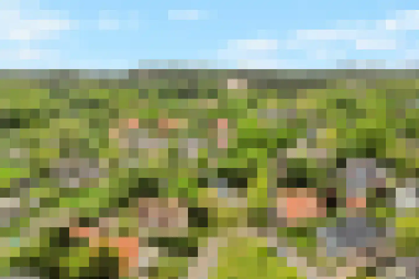 Tureluur 10 Groet thumbnail 4