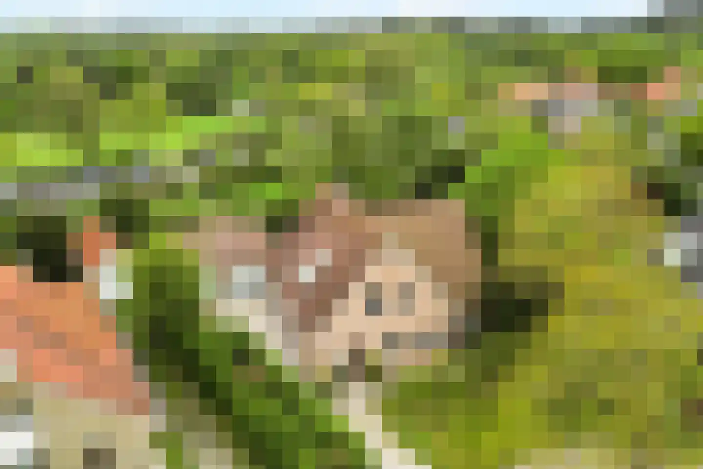 Tureluur 10 Groet thumbnail 5