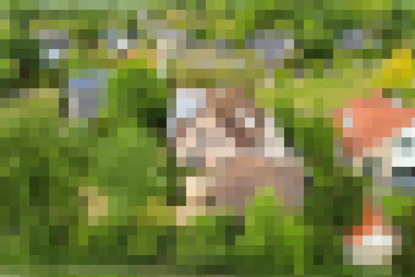 Tureluur 10 Groet thumbnail 61