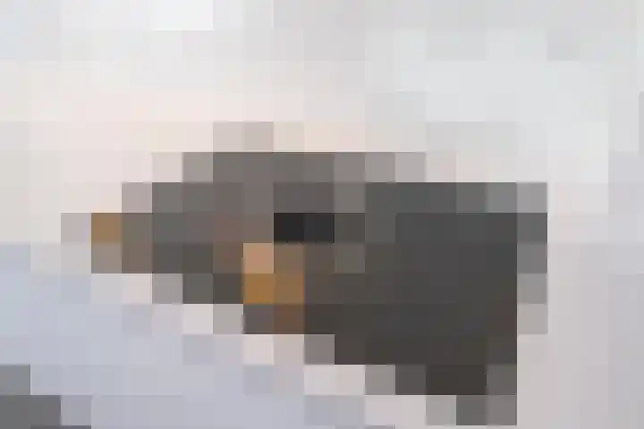Tureluur 10 Waspik thumbnail 10