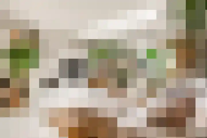 Tureluur 13 Velserbroek thumbnail 22