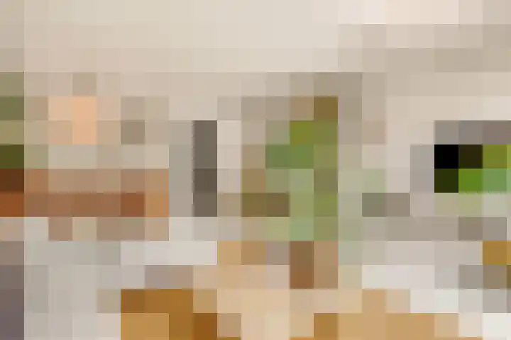 Tureluur 13 Velserbroek thumbnail 25